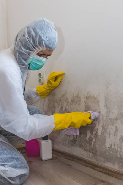 Best Mold Damage Restoration  in Wolcottville, IN