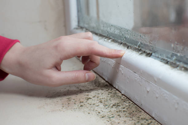 Professional Mold Removal in Wolcottville, IN